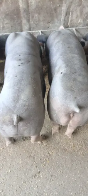 Porci, purcei  - imagine 5 Porci, purcei  - imagine 5