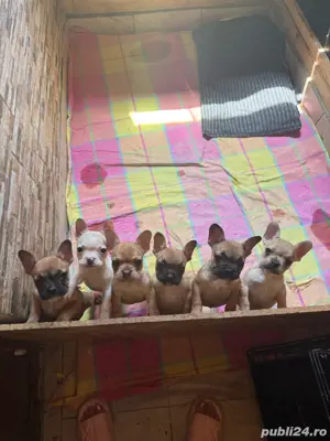 disponibili casute noi