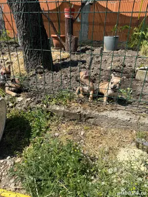 disponibili casute noi - imagine 3