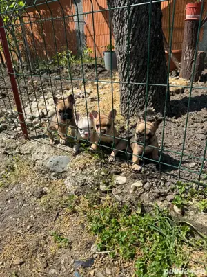 disponibili casute noi - imagine 4