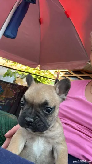 disponibili casute noi - imagine 2