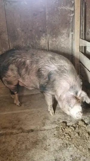 Porc de vânzare  - imagine 2