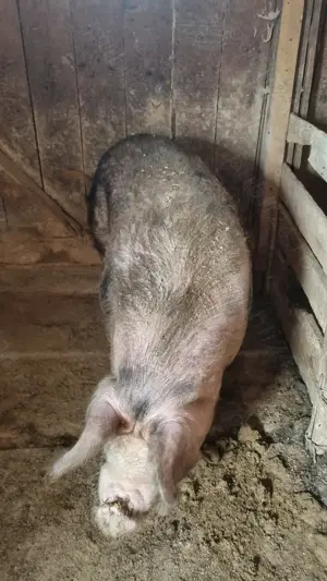 Porc de vânzare