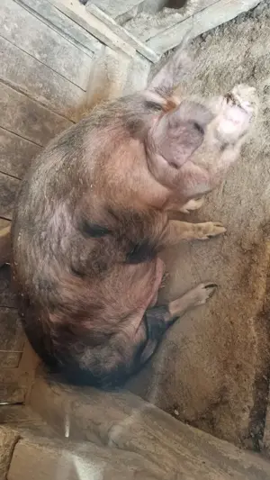 Porc de vânzare  - imagine 3