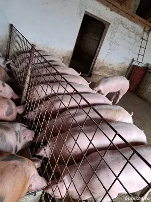 Porci de carne pana la 200 kg