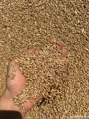 Grau de vanzare 2025