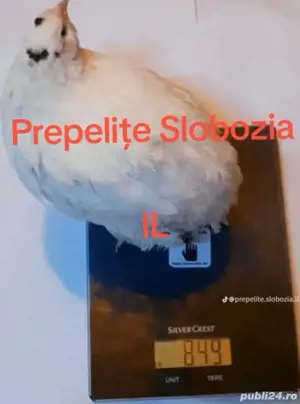 Ouă incubat POLAR GIGANT XXL, Genetică Ungaria