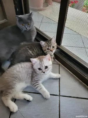 Pui british shorthair 6 luni
