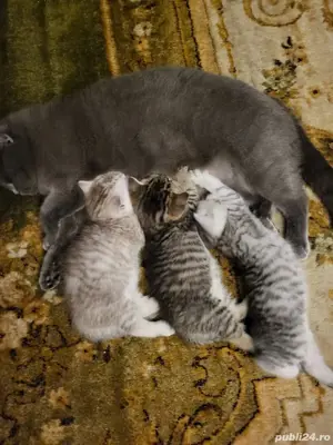 Pisica british shorthair 8 luni - imagine 3