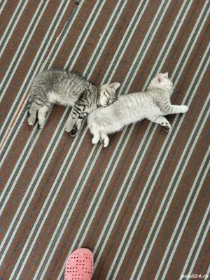 Pisica british shorthair 8 luni - imagine 2