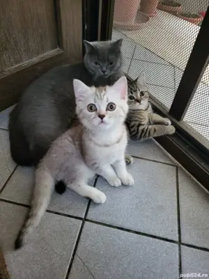 Pisica british shorthair 8 luni - imagine 5