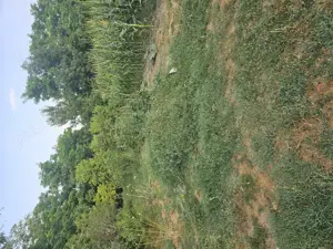 Casa de vanzare + teren ieftina - imagine 8