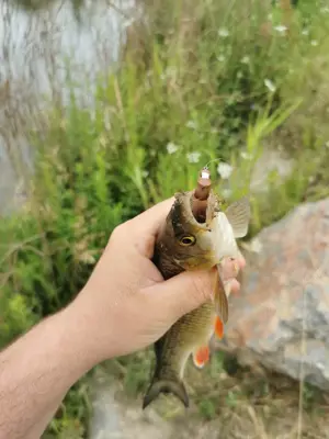 Vand muste artificiale - imagine 4