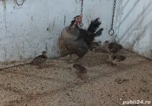 Vând pui de păuni - imagine 2
