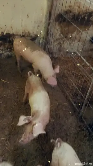 purceluși crescuti in gospodarie - imagine 2 purceluși crescuti in gospodarie - imagine 2