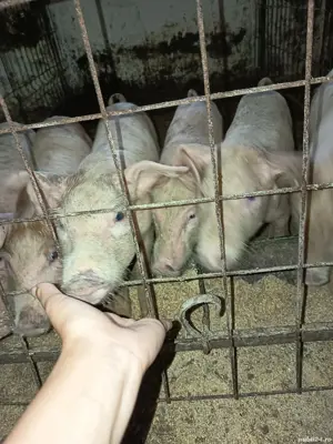 purceluși crescuti in gospodarie - imagine 3 purceluși crescuti in gospodarie - imagine 3