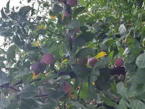 Livada 140 pomi fructiferi pe rod - imagine 2