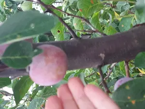 Livada 140 pomi fructiferi pe rod