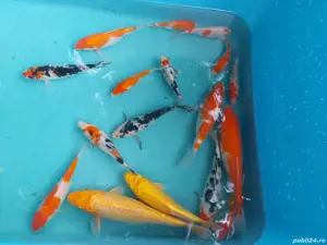 vand crap koi - imagine 2 vand crap koi - imagine 2