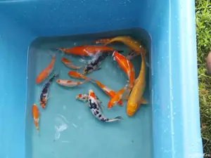 vand crap koi - imagine 4 vand crap koi - imagine 4