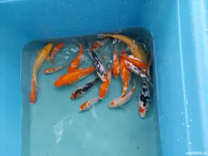 vand crap koi - imagine 5 vand crap koi - imagine 5