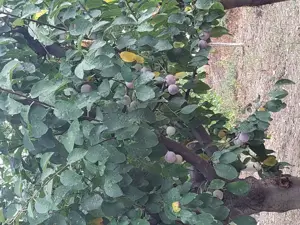 Livada 140 pomi fructiferi pe rod - imagine 5