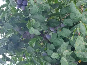 Livada 140 pomi fructiferi pe rod - imagine 3