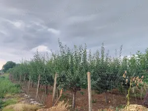 Livada 140 pomi fructiferi pe rod - imagine 7