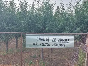 Livada 140 pomi fructiferi pe rod - imagine 6