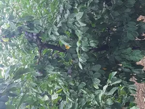 Livada 140 pomi fructiferi pe rod - imagine 4