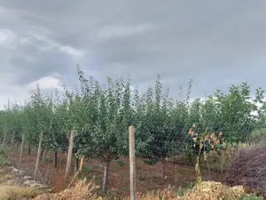 Livada 140 pomi fructiferi pe rod - imagine 10