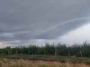 Livada 140 pomi fructiferi pe rod - imagine 8