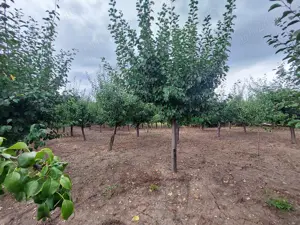 Livada 140 pomi fructiferi pe rod - imagine 9