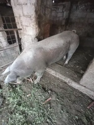 Porci pentru carne 125-250kg - imagine 2 Porci pentru carne 125-250kg - imagine 2