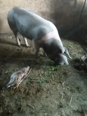 Porci pentru carne 125-250kg - imagine 3 Porci pentru carne 125-250kg - imagine 3