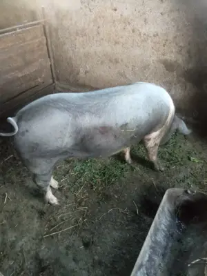 Porci pentru carne 125-250kg - imagine 4 Porci pentru carne 125-250kg - imagine 4