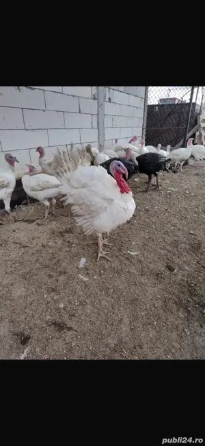 Vând curcani crescuti la țară pe izlaz - imagine 5 Vând curcani crescuti la țară pe izlaz - imagine 5