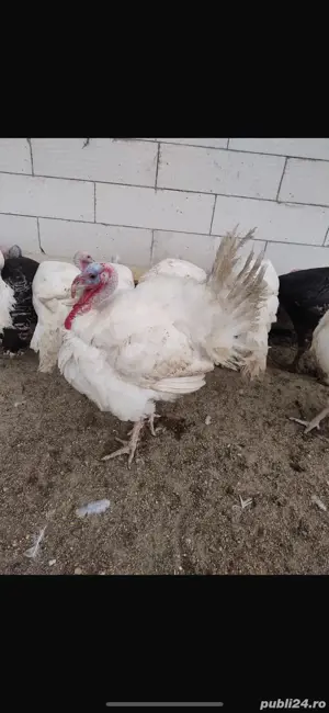 Vând curcani crescuti la țară pe izlaz - imagine 4 Vând curcani crescuti la țară pe izlaz - imagine 4