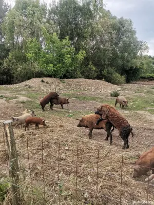 Purcei mangalița de vanzare 