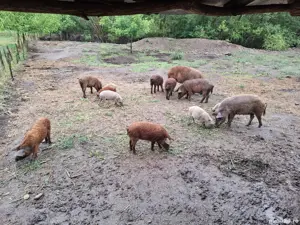 Purcei mangalița de vanzare  - imagine 2