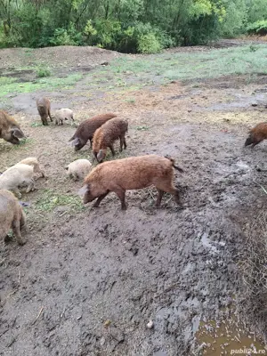 Purcei mangalița de vanzare  - imagine 4