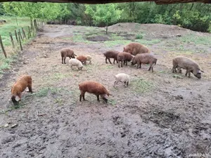 Purcei mangalița de vanzare  - imagine 3