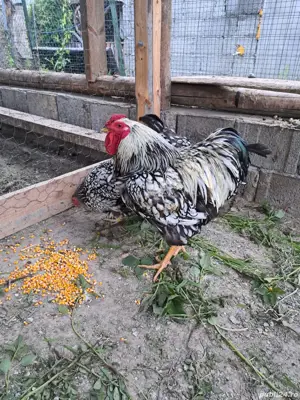 Vand cocos Wyandotte Argintiu