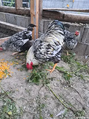 Vand cocos Wyandotte Argintiu - imagine 2 Vand cocos Wyandotte Argintiu - imagine 2