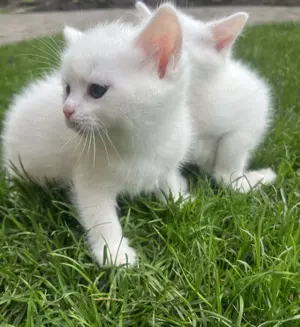 Pisici American Shorthair albi foarte iubitori și cu blană hipoalergenică.  Nu lasă păr! - imagine 2