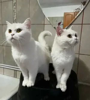 Pisici American Shorthair albi foarte iubitori și cu blană hipoalergenică.  Nu lasă păr! - imagine 4