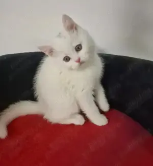 Pisici American Shorthair albi foarte iubitori și cu blană hipoalergenică.  Nu lasă păr!