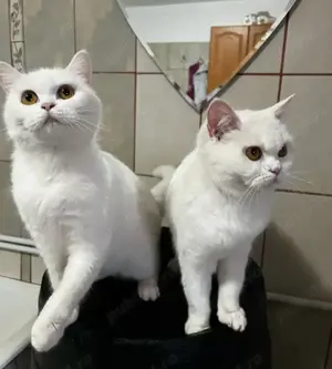 Pisici American Shorthair albi foarte iubitori și cu blană hipoalergenică.  Nu lasă păr! - imagine 3