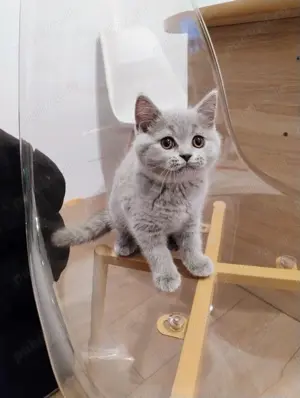 Pisicute British shorthair blue 