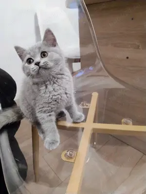 Pisicute British shorthair blue  - imagine 2